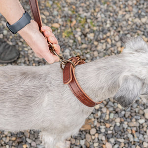 Pet gear