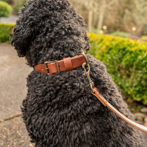 Rover Leash - Ready to Ship