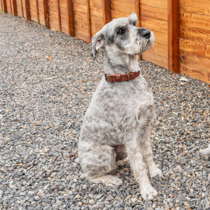 Rover Collar