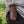 Standard Belt Slip - Ready to Ship