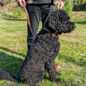 Slip Leash - Ready to Ship