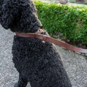 Slip Leash - Ready to Ship